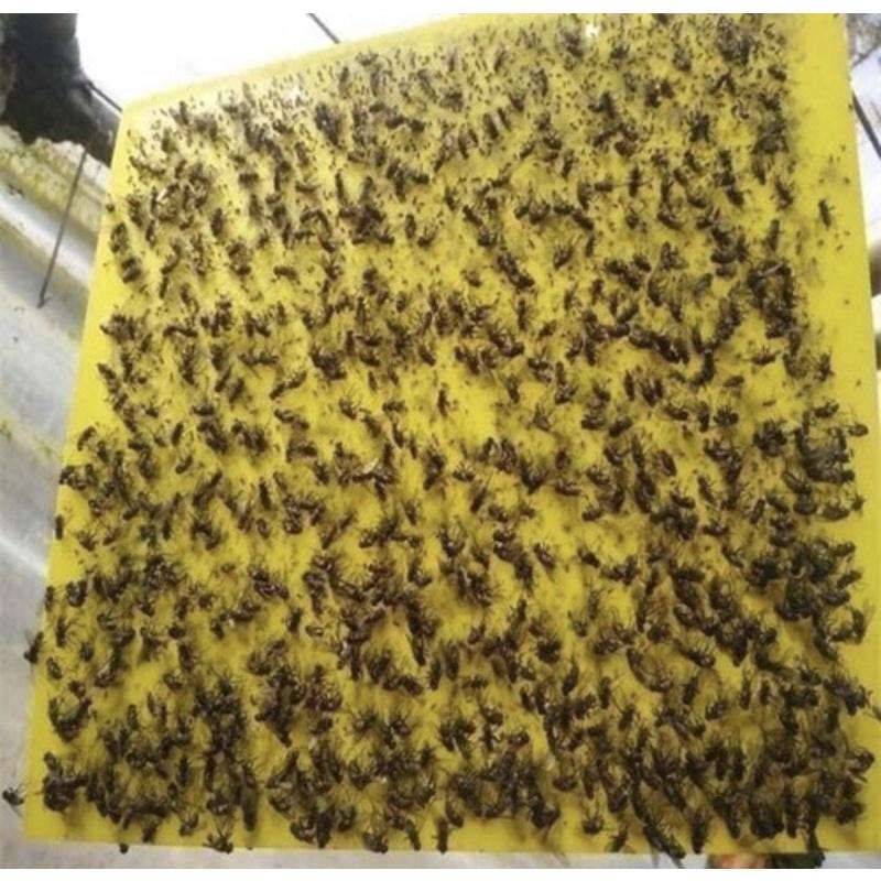 20 Tấm Keo Dính Ruồi Vàng - Bảo Vệ Hoa Màu