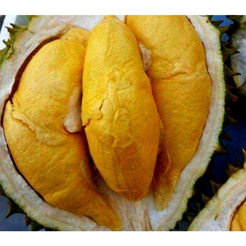 cây giống Sầu Riêng Musang King D197