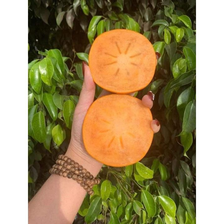 Cây giống Hồng Nhân Hậu.