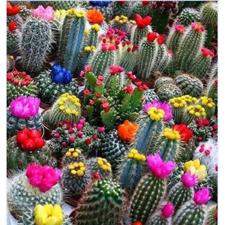 Hạt giống cây hoa xương rồng mix