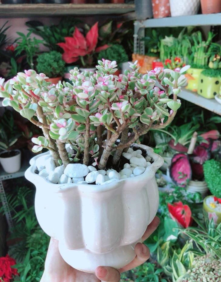 Chậu Cây Cành Vàng Lá Ngọc