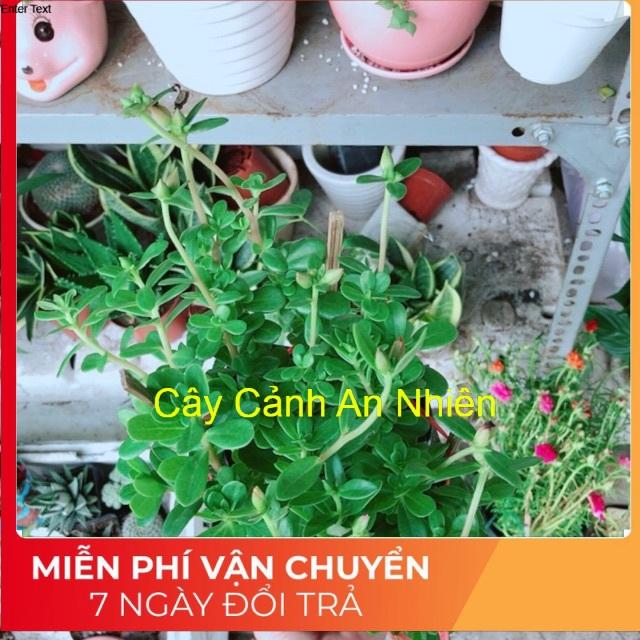 Hoa mười giờ sam