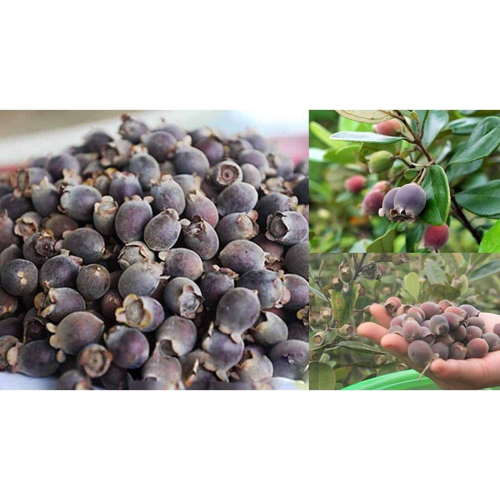 Cây giống sim rừng - làm cảnh và ăn quả