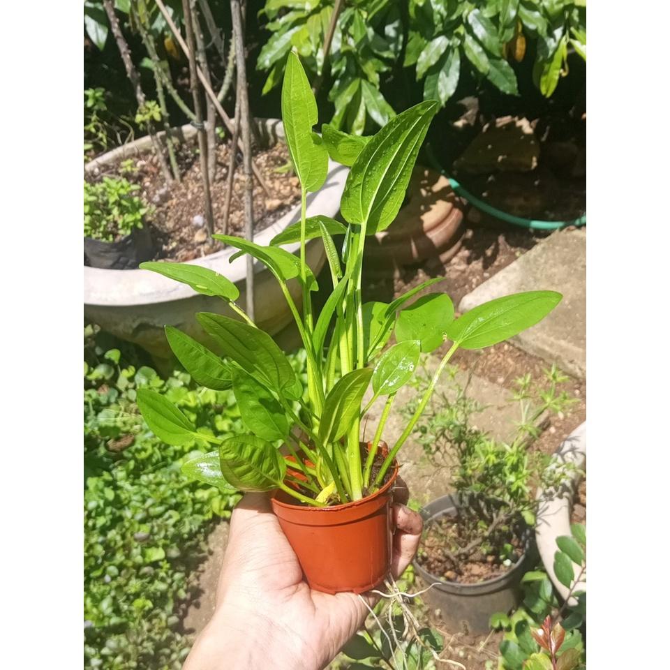 Chậu bách thủy tiên 4-5 thân 20-30cm
