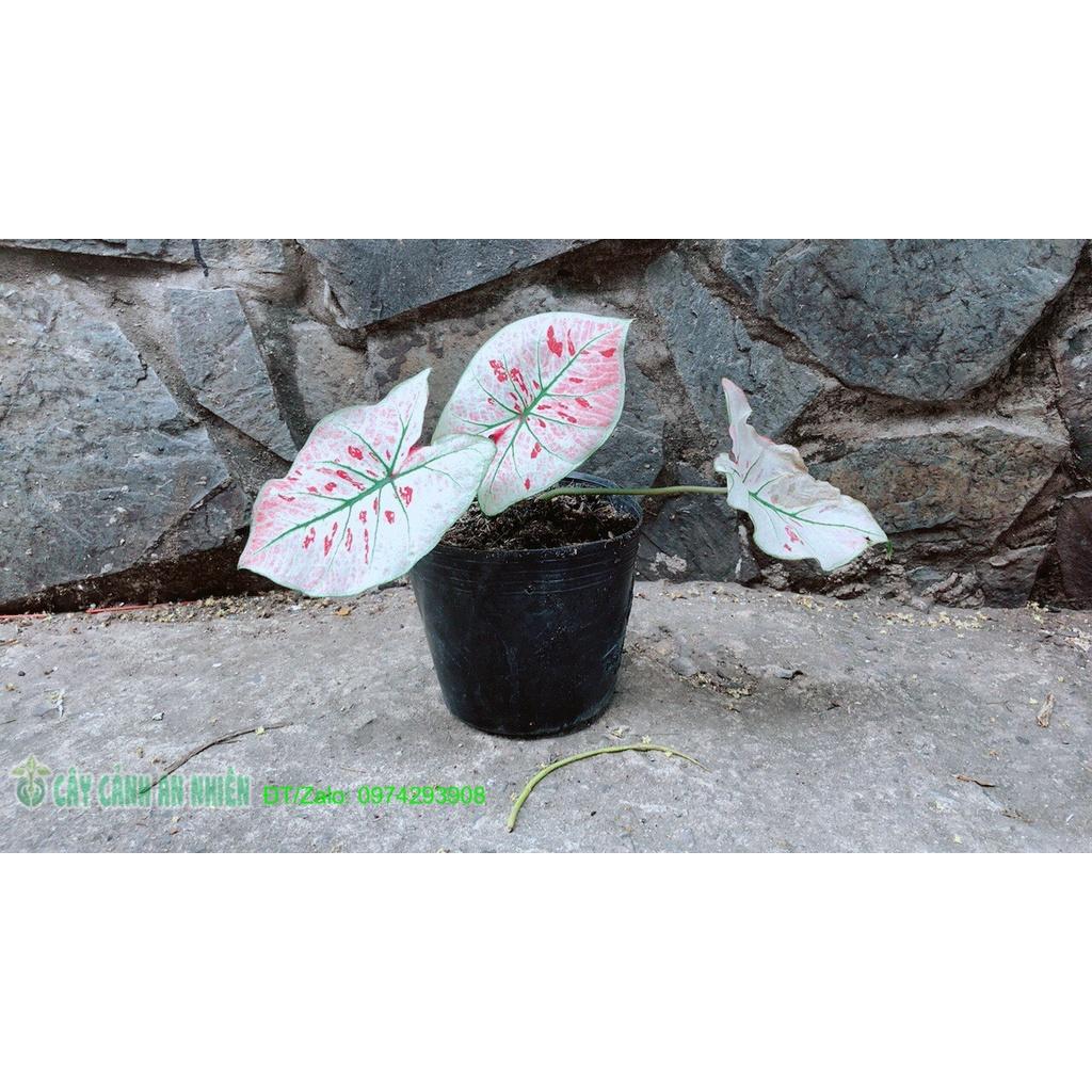 Cây Môn Trắng Kiểng