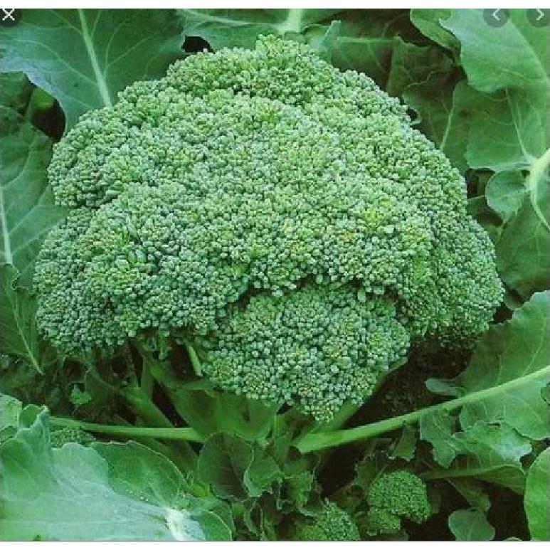 Bộ 5 gói Hạt Giống Súp Lơ Xanh Bông Cải Xanh-1 gói 30 hạt-tặng kèm 1 phân bón