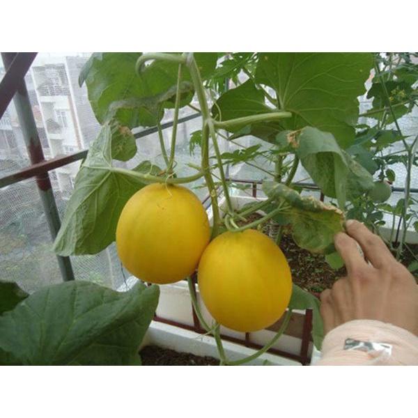Hạt Giống Dưa Hoàng Kim F1 Rado 163 - 5 hạt - sai trái, trái chín có mùi thơm rất ngon thu hoạch 50– 55 ngày sau gieo