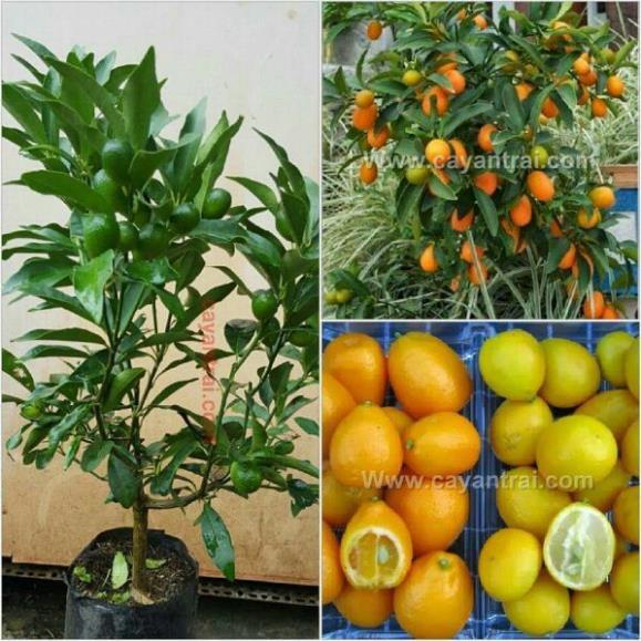 Giống cây quýt ngọt thái lan