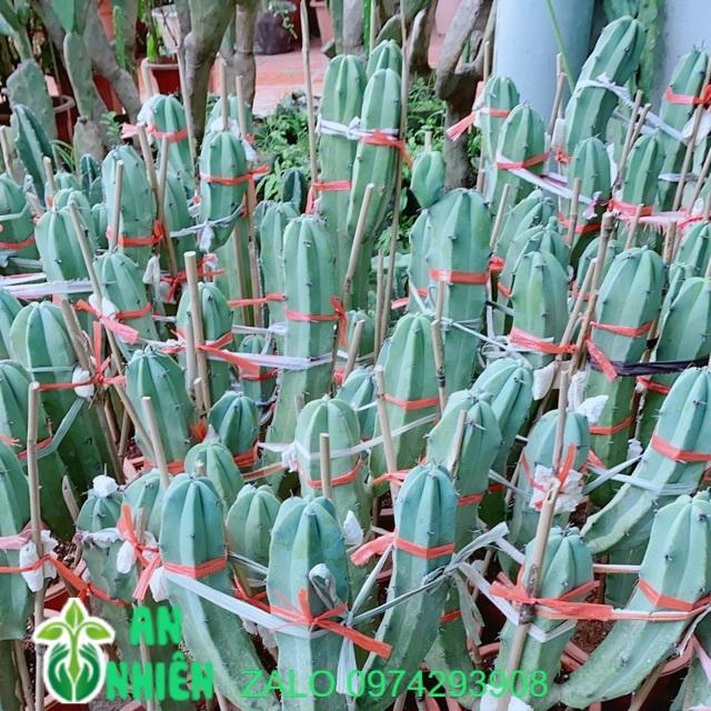 Xương Rồng Bụi Cao 60-80cm