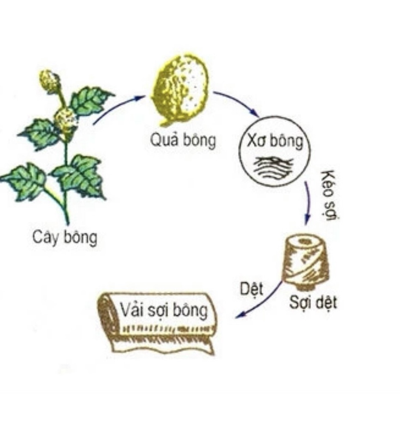 [HCM] Ruột gối vuông gòn hơi siêu mịn êm cao cấp, bồng căng, có khóa khéo, gối vuông tựa lưng, nghỉ trưa, ngồi văn phòng - Nemtot Bedding