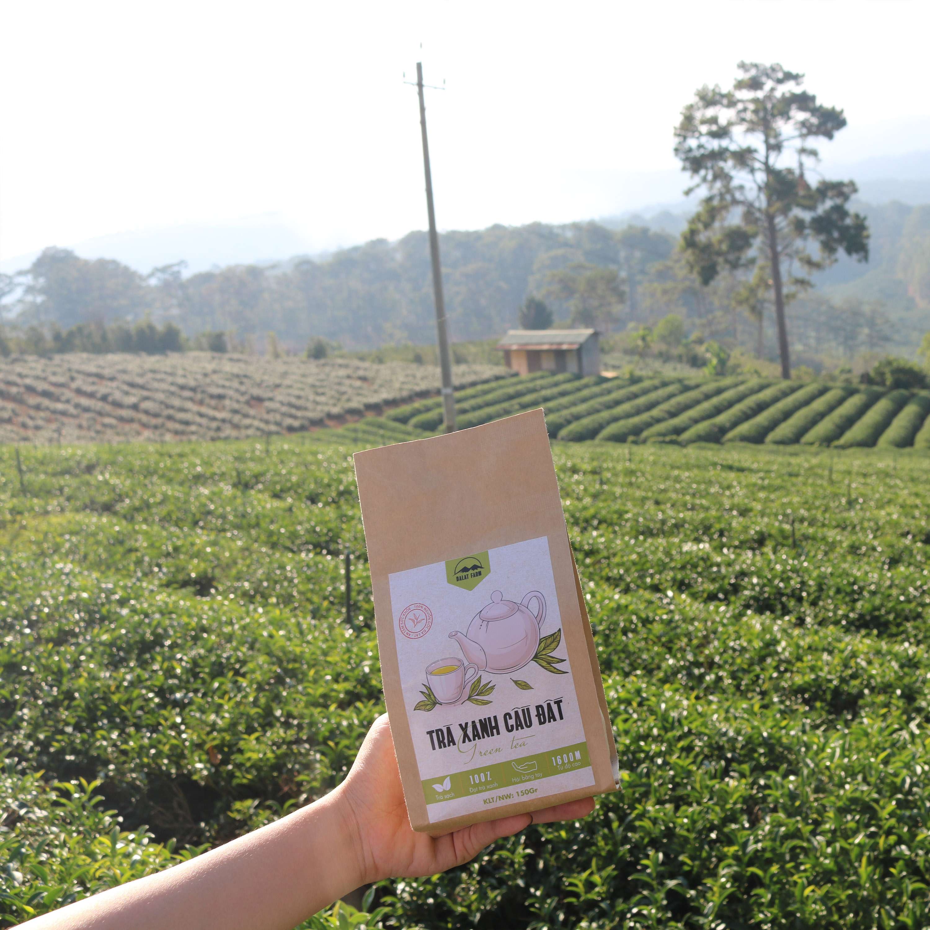 Trà Xanh Cầu Đất - Túi 150Gr (Green Tea) 