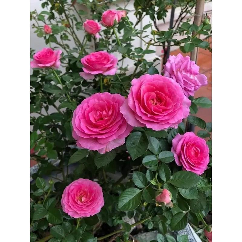 Cây hoa hồng Bernadette Lafont