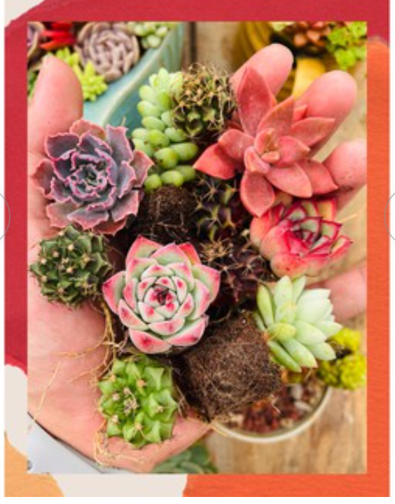 Combo 5 loại sen đá + xương rồng