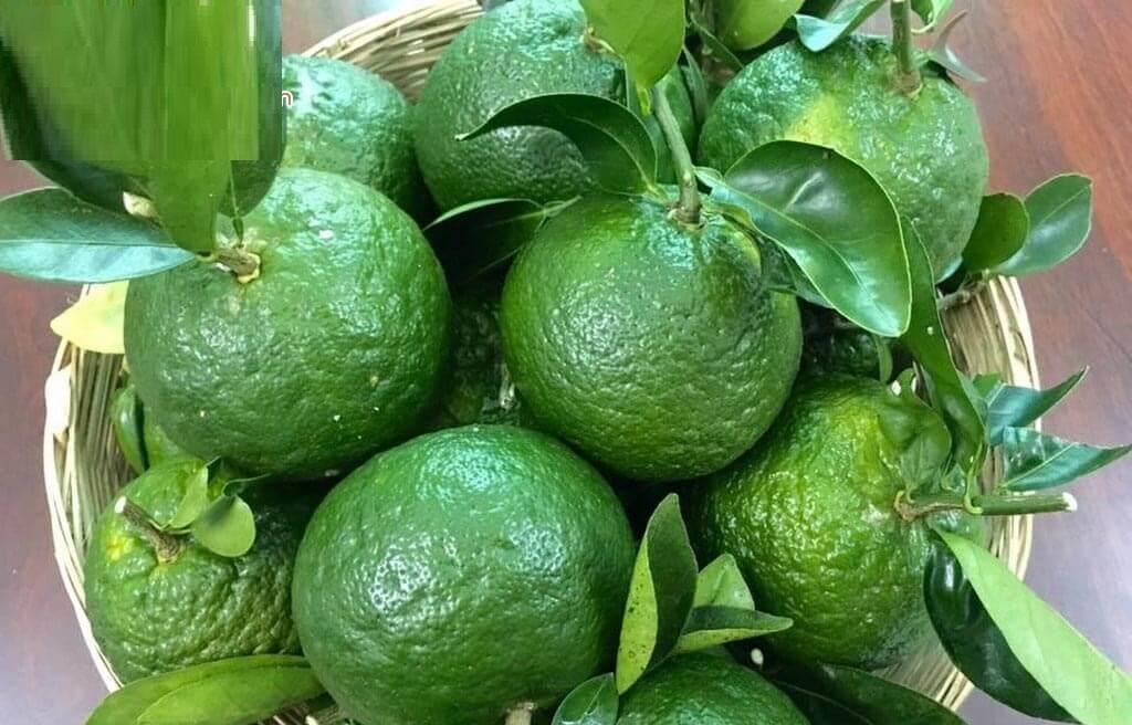 Cây cam sành, giống cây cam sành mọng nước, Cây CAM SÀNH MIỀN NAM