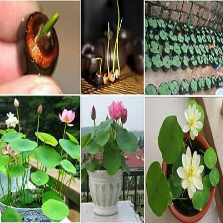 Hạt Giống Sen Mini Nhật - gói 5 hạt