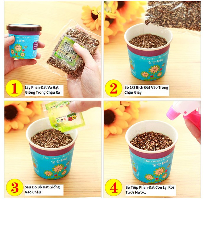 Bộ 3 Chậu Cây Bonsai Có Sẵn Hạt Giống và Đất - màu ngẫu nhiên