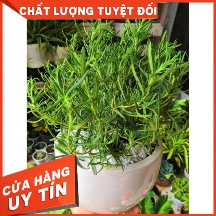 Chậu hương thảo Nhiều Người Mua
