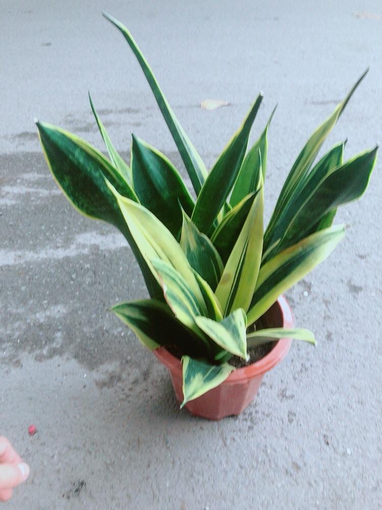 Lưỡi Hổ Hoàng Kim