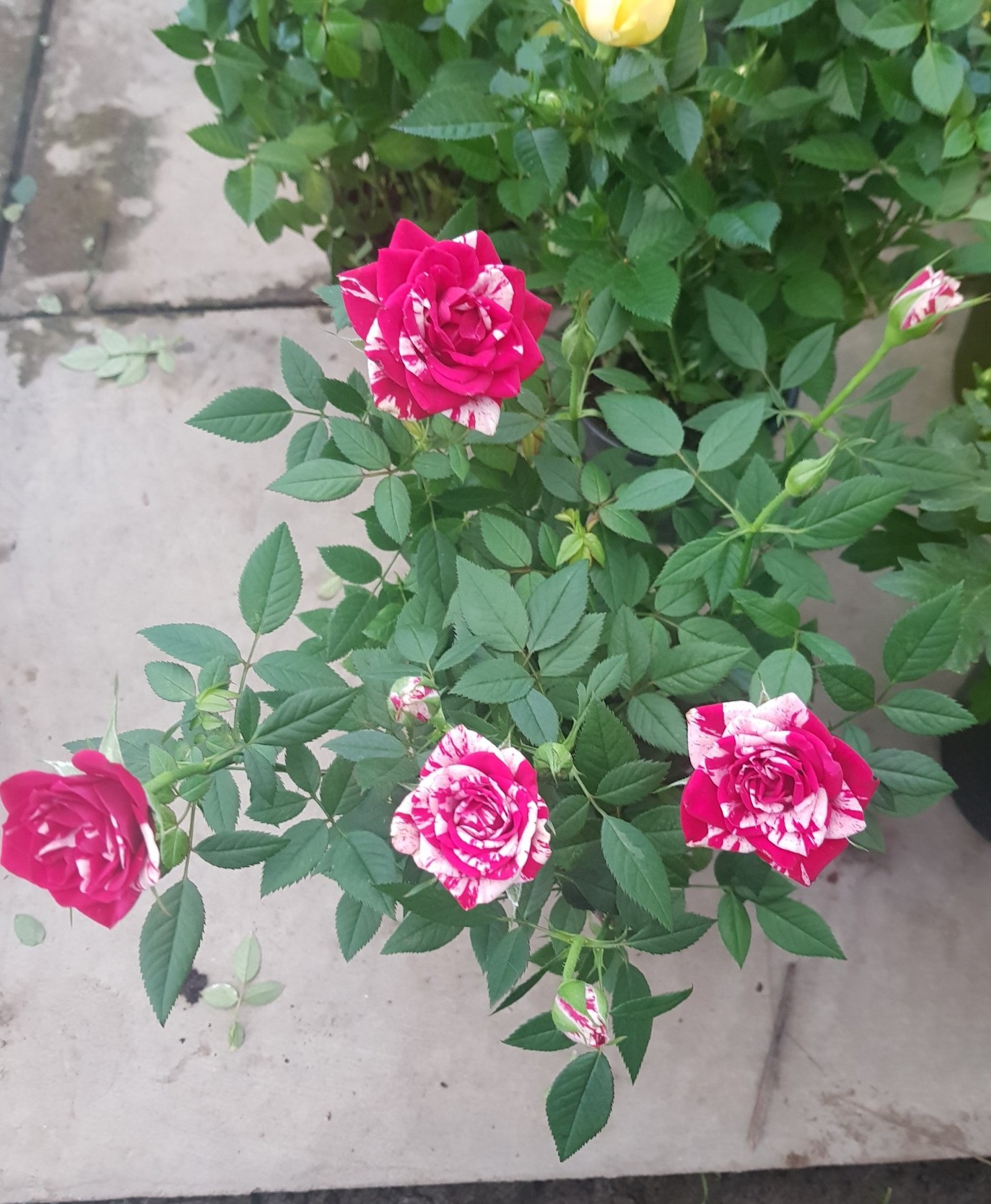 Phân Bón Thông Minh Rynan Flowermate 240 - Dưỡng Thân Cành Lá Phong Lan Và Hoa Kiểng