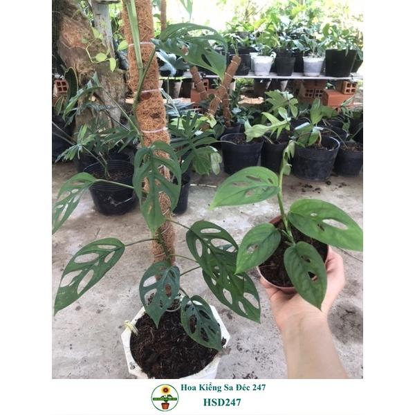 Cây adansoni var adansonii