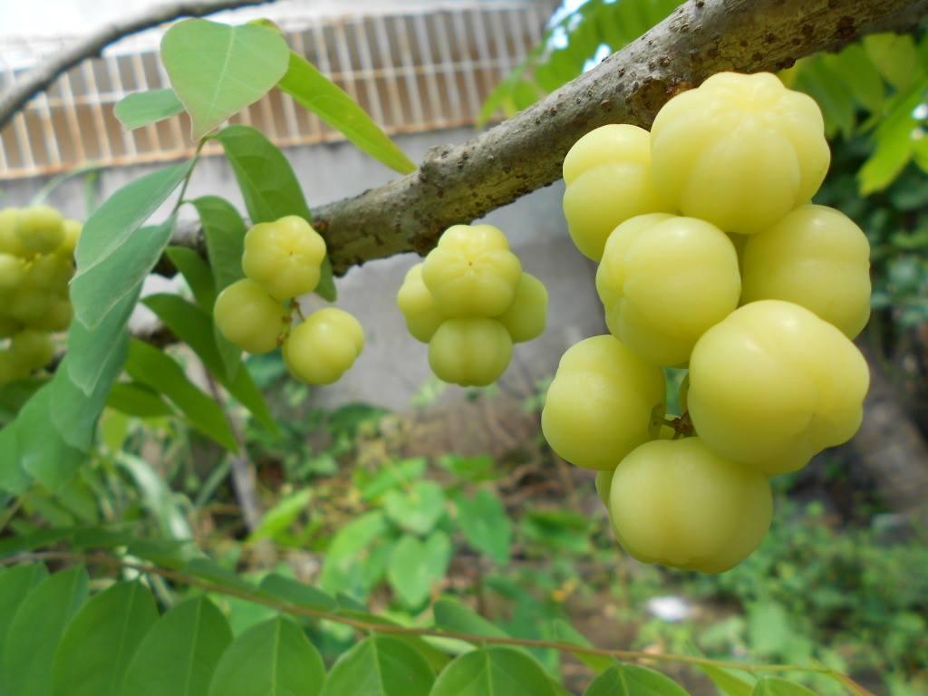 Cây chùm ruột ngọt siêu sớm