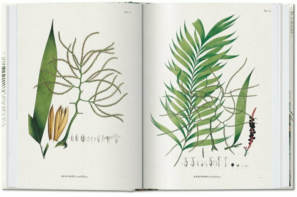 Martius. The Book of Palms. 40th Ed