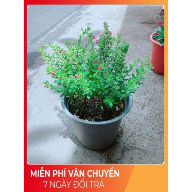 Hoa Cẩm Tú Mai