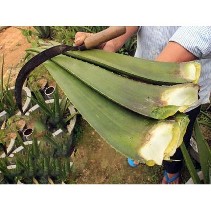 CHẬU CÂY NHA ĐAM MỸ, BẸ SIÊU TO