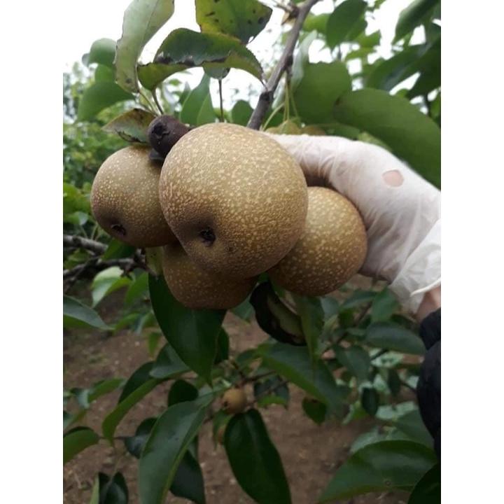 Cây giống lê nâu