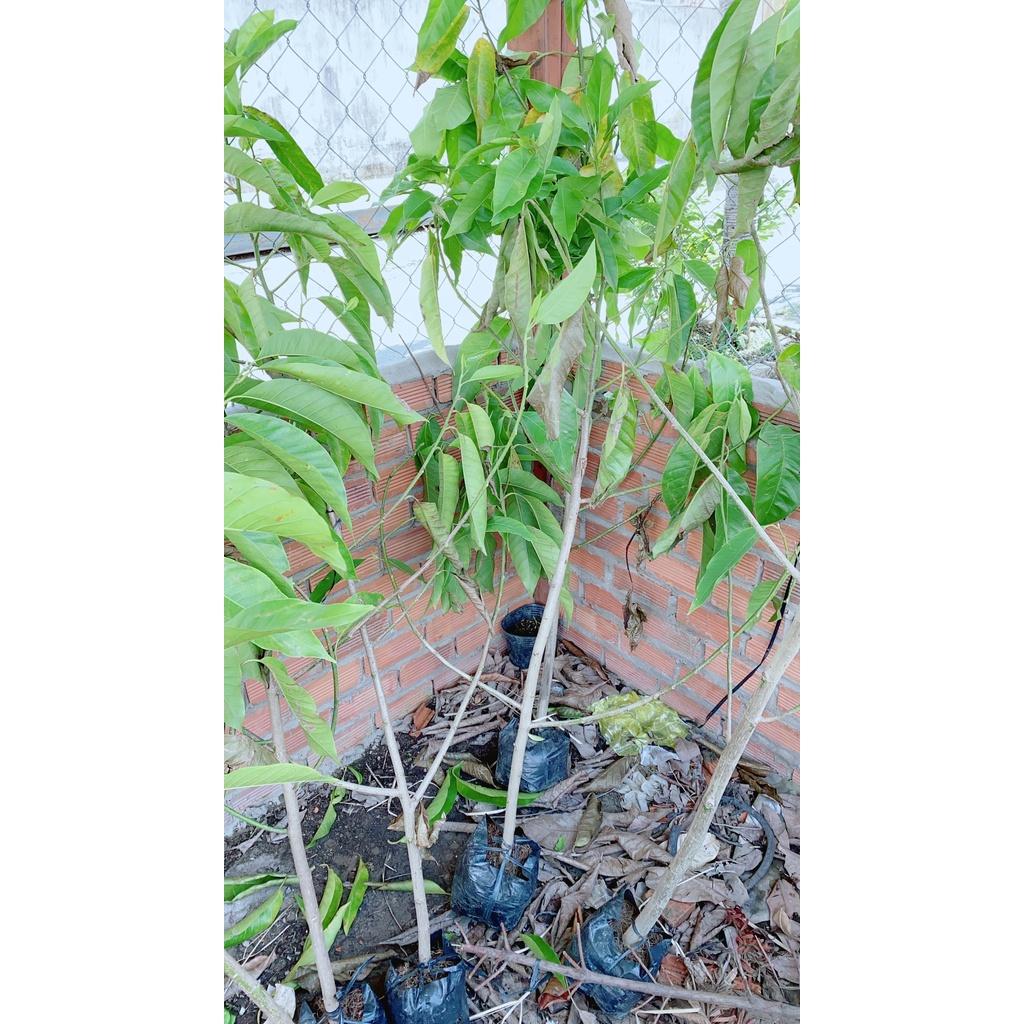 Ngọc Lan Cây Lớn Giống Cho Hoa Thơm