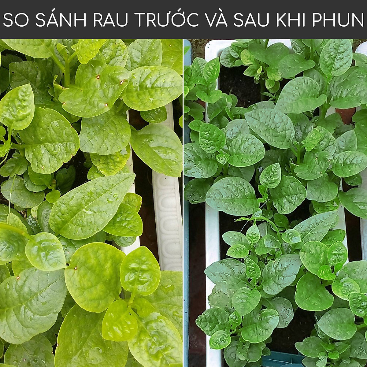 Phân đạm cá Docneem, phân cá Fish Emulsion hữu cơ cho hoa hồng, rau sạch, hoa, cây kiểng trong nhà ngoài trời