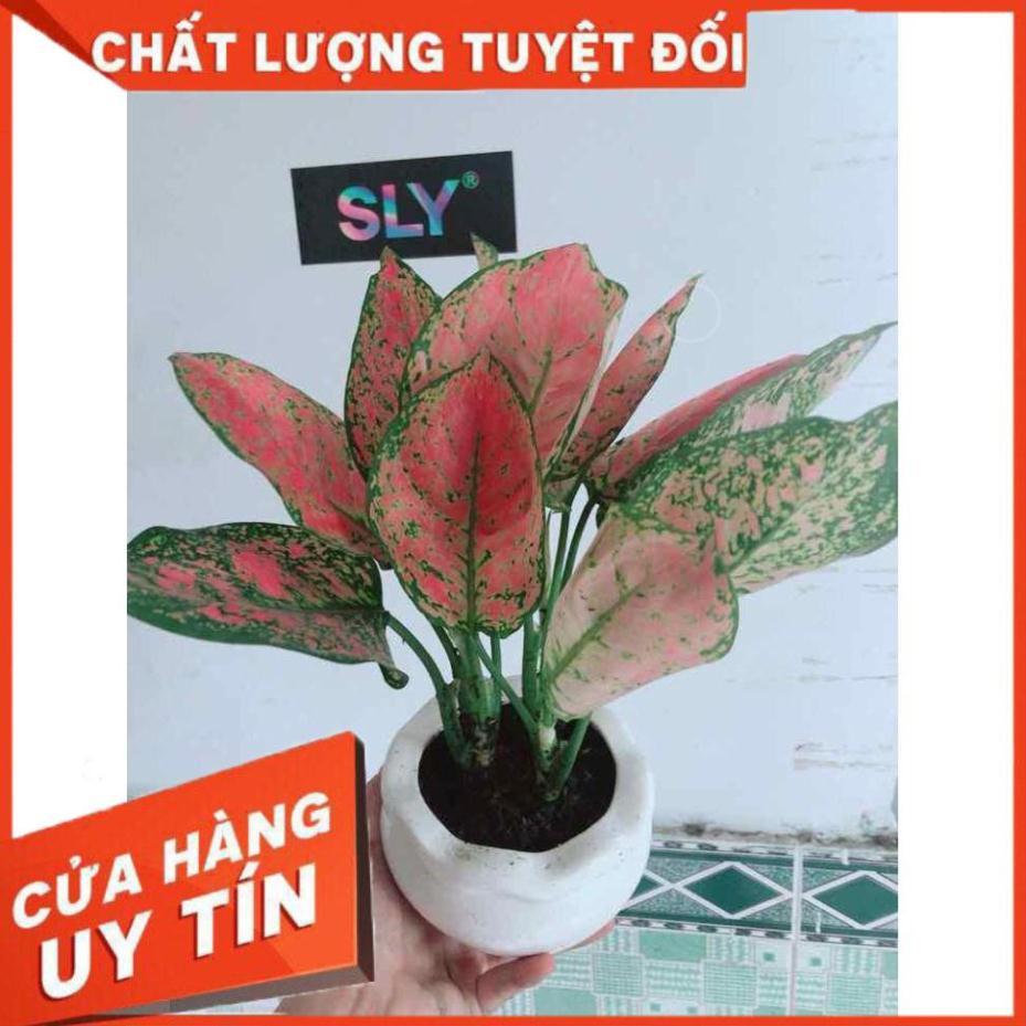 Chậu Vạn Lộc Nhiều Người Mua