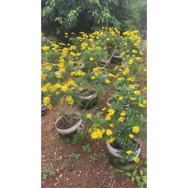 500 HẠT GIỐNG CÚC THÂN GỖ