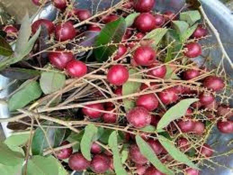 Cây nhãn tím, giống Cây nhãn tím ghép