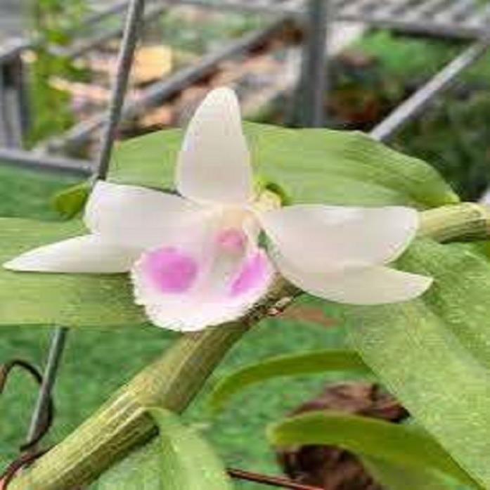 Hoa lan - 5CT mắt mờ hải dương