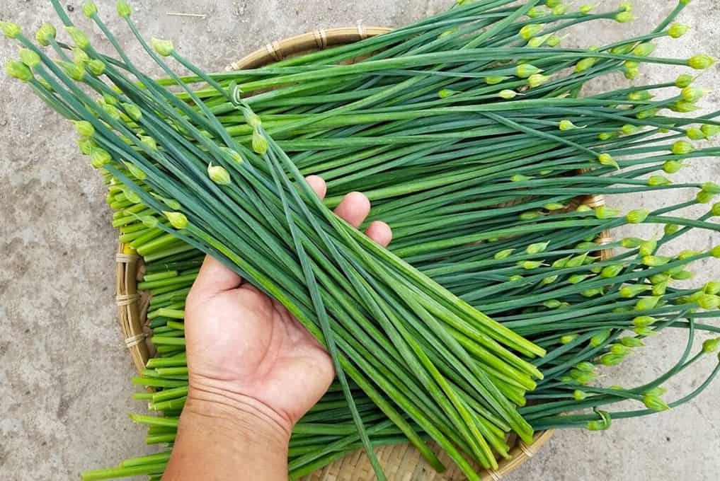 Gói 2gram Hạt Giống Hẹ Bông, Hẹ Ăn Bông Nguyên Bao Bì - Hạt Giống Ba Miền Chịu Nhiệt