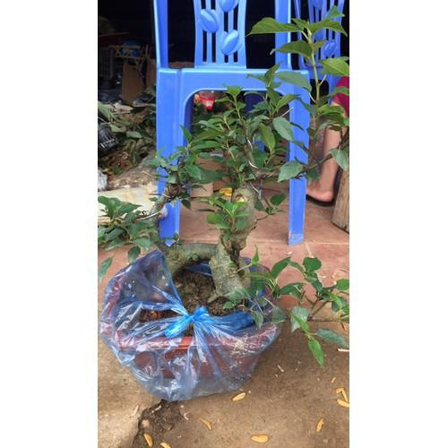 CHẬU SUNG THẾ , GIỐNG SUNG NẾP SIÊU QUẢ- MANG ĐẾN SỰ SUNG TÚC, ĐẦM ẤM, ĐỦ ĐẦY CHO GIA CHỦ - CGSTCNSQ