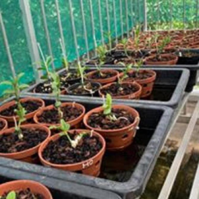 Hoa lan phi điệp tím bắc cạn