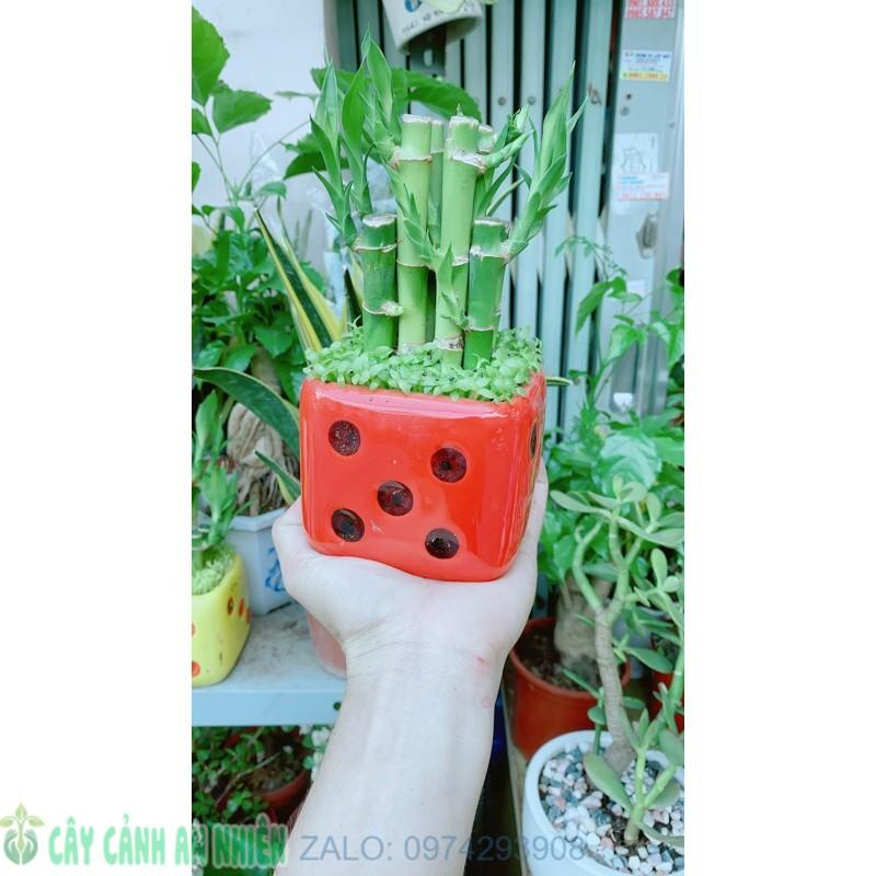 Chậu Trúc Phát Tài Xúc Xắc Đỏ