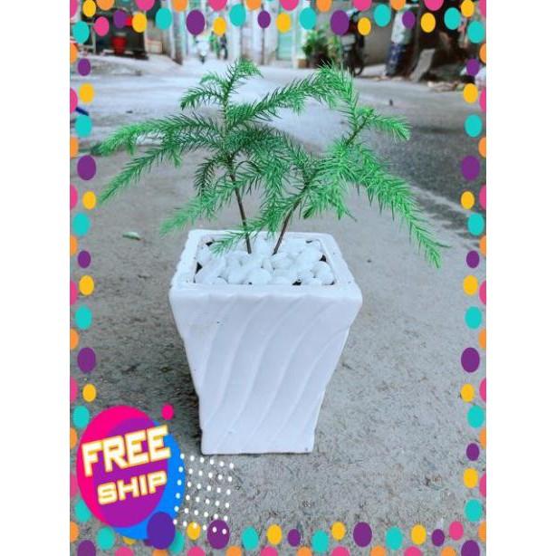 Chậu Tùng Bách Tán