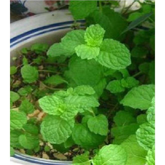 Hạt giống rau húng lũi KNS3219 - Gói 0.1Gram