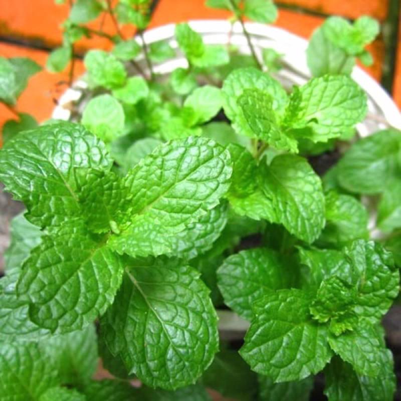Hạt giống Bạc Hà Âu - pepper mint