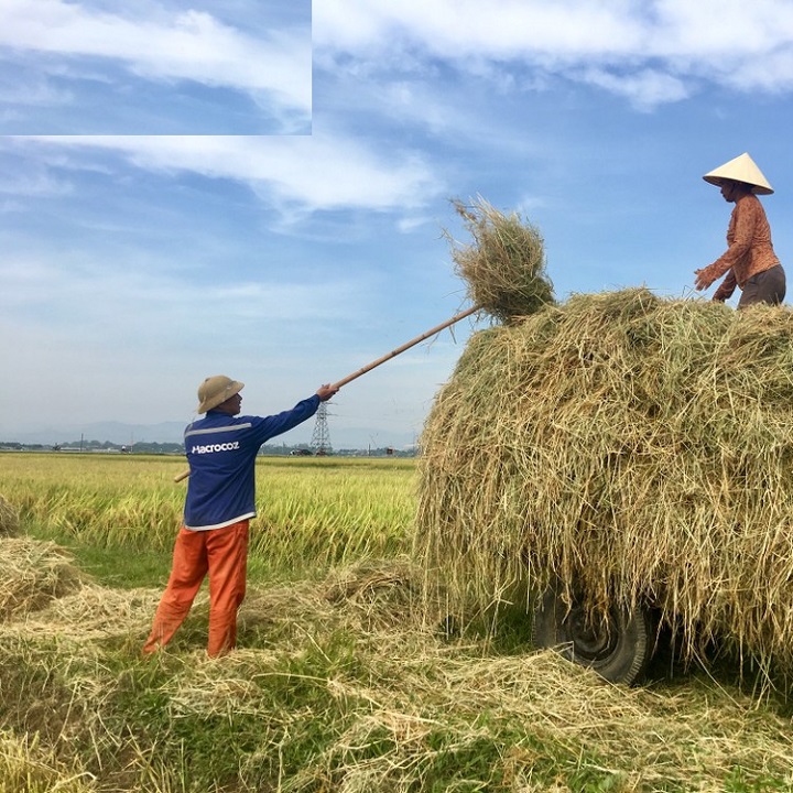 Dụng Cụ Gẩy Rơm Cò Neo, Nỉa Rơm,Cây Móc Rơm 2 Răng Tiện Lợi , Siêu Cứng