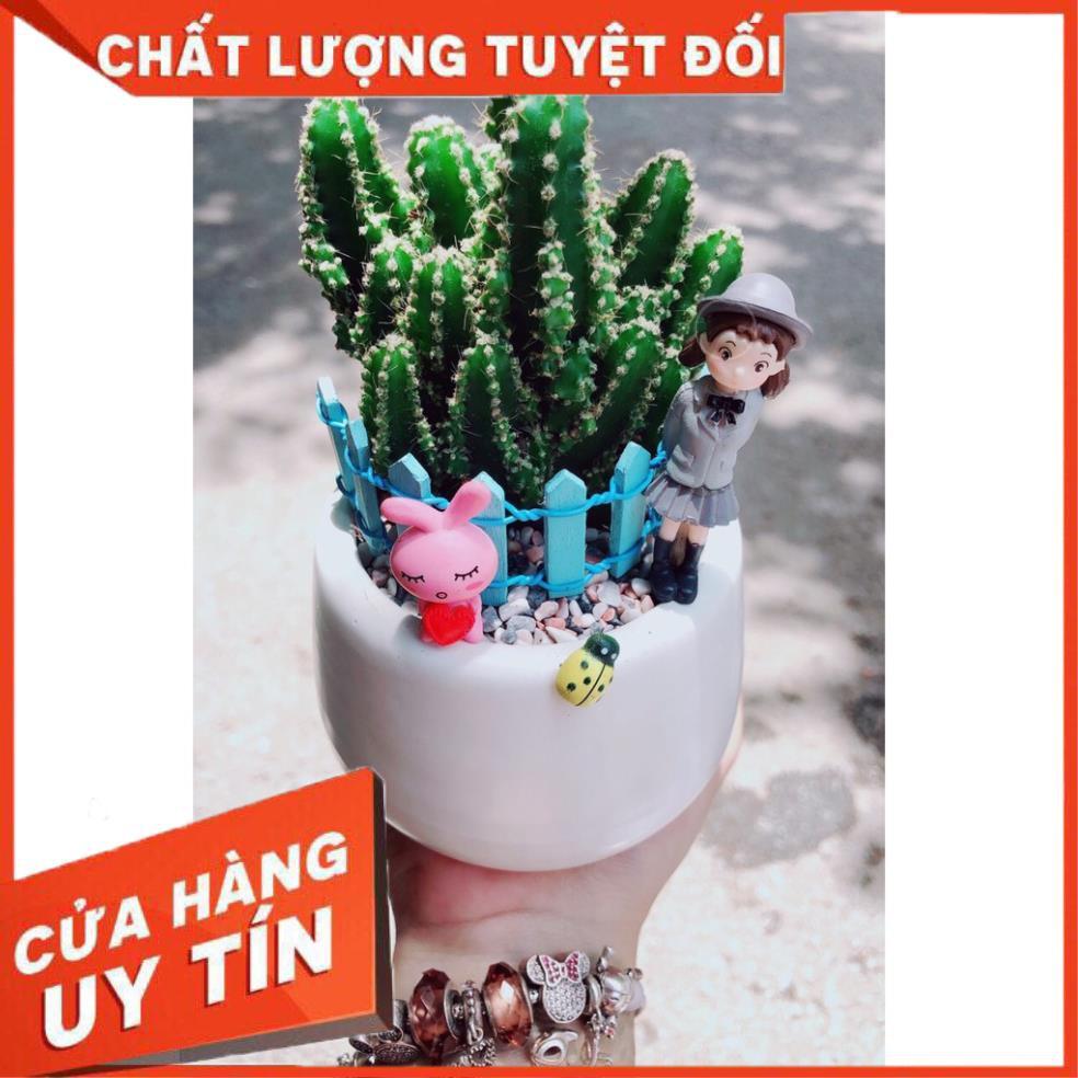 Chậu sen đá tiểu cảnh 04