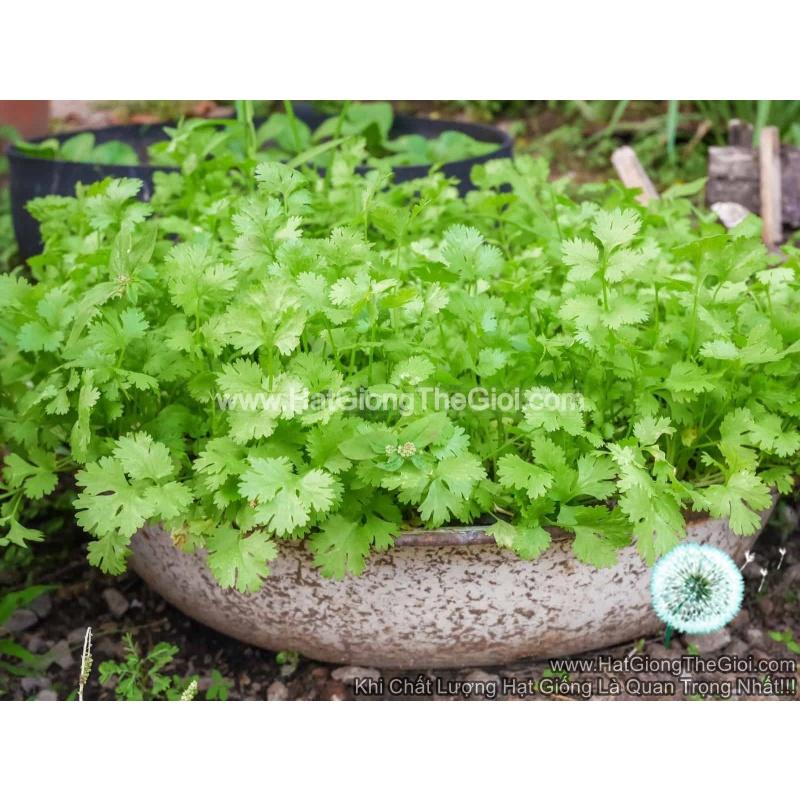 HẠT GIỐNG NGÒ BẠC LIÊU cao sản