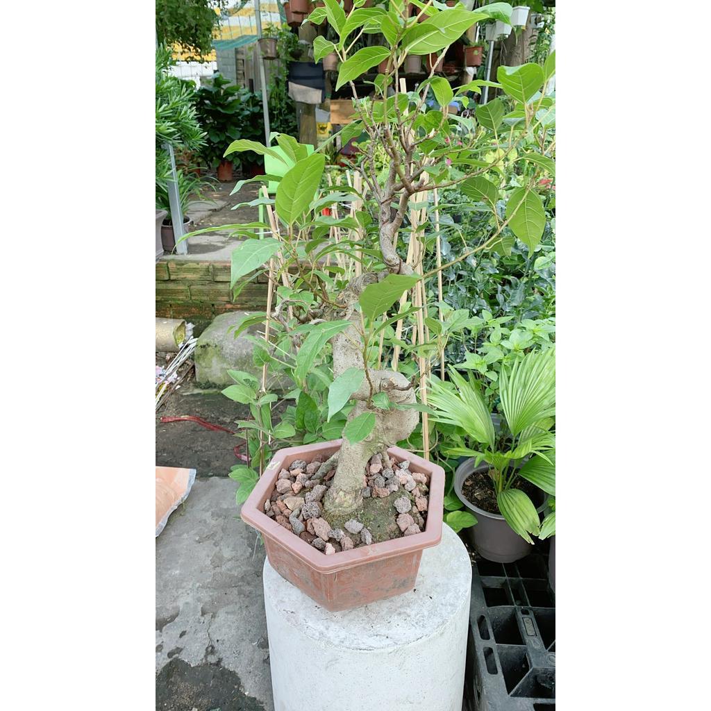 Chậu Sung Bonsai Size Lớn