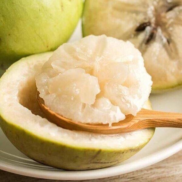 CÂY GIỐNG Vú sữa Lò Rèn quả sớm siêu ngọt