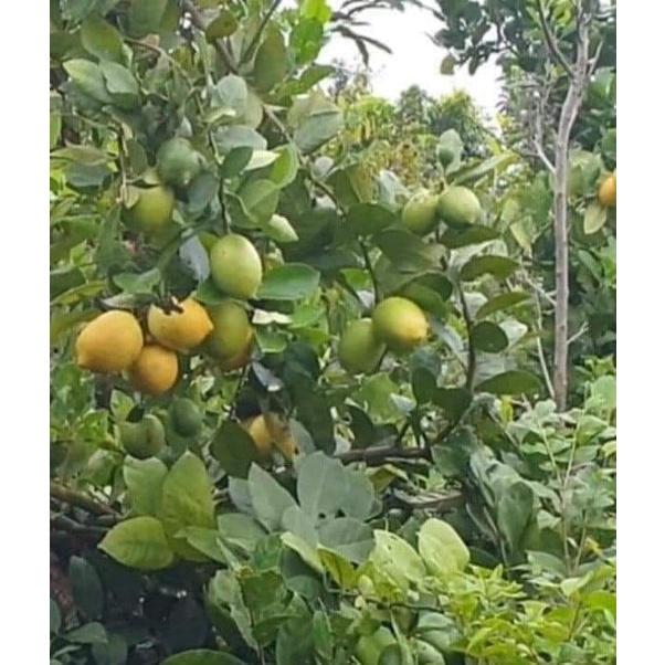 Cây Giống Chanh vàng mỹ