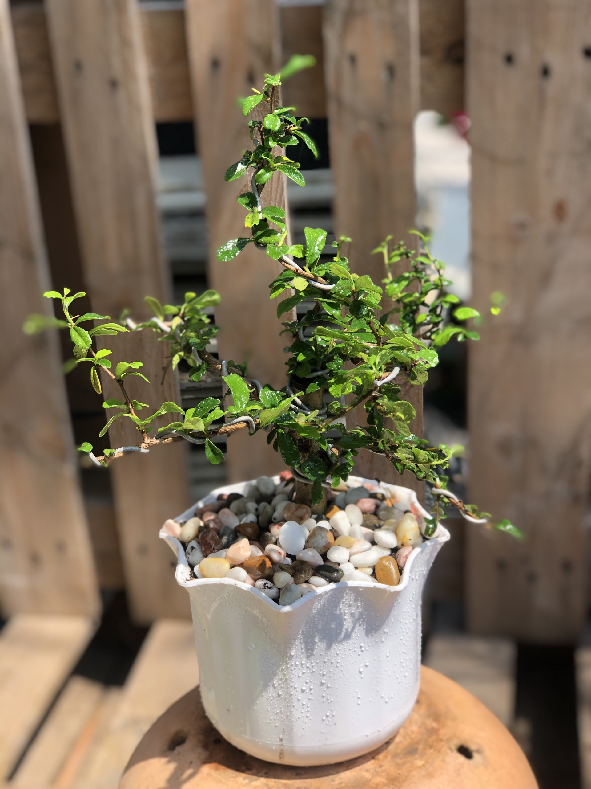 Chậu cây Kiến Tường bonsai