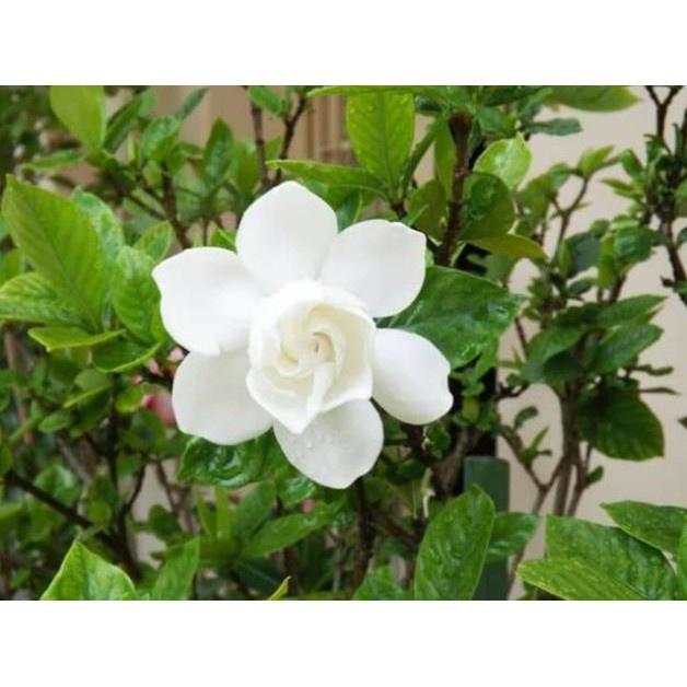 Cây giống Hoa Dành Dành tặng 2 cây chè xanh